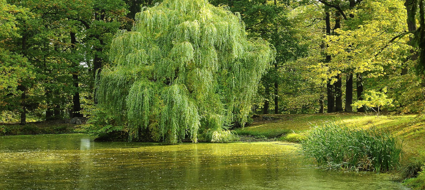 愛していると言ってくれ/image