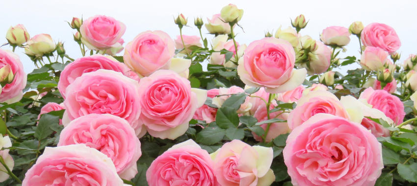 ノッティングヒルの恋人/イメージ